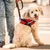 Hund mit rotem Julius-K9 Hundegeschirr und Leine, neben einer Person in Jeans auf einem Gehweg.