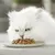 Chat à poils longs blancs mangeant de la nourriture humide pour chats dans une assiette blanche, gros plan sur le visage du chat et la pâtée.