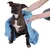 Hund wird mit einem blauen Handtuch abgetrocknet, das von einer Person gehalten wird.