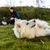 Vet Veterinary HPM Dog Digestive Support G1 Hondenvoer Vet Veterinary HPM Dog Digestive Support G1 Hondenvoer