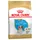 Cavalier King Charles Puppy (3 x 1,5 kg)