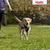 Cane con pettorina e guinzaglio Halti durante una passeggiata. Logo Halti visibile in alto a destra.