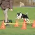 Hund springt über Hindernisse aus orangefarbenen Kegeln und gelben Stangen auf einer Wiese, begleitet von einer Person. Demonstration eines Trainingssets für Hunde.