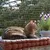 Chat tigré allongé sur un coussin épais devant une plante en pot, filet de protection visible à l’arrière-plan. Convient pour illustrer la sécurité extérieure pour chats. Chat tigré allongé sur un coussin épais devant une plante en pot, filet de protection visible à l’arrière-plan. Convient pour illustrer la sécurité extérieure pour chats.