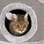 Cat sitting inside a round, grey, fabric-covered pet house with a circular entrance and attached pompom toy.
