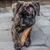 Hund mit braunem Fell kaut auf einem Kauspielzeug aus Holz. Produktanwendung wird demonstriert.