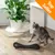 Gatto grigio su tiragraffi in cartone ondulato COSMA, etichetta Top Seller visibile in alto a destra. Gatto grigio su tiragraffi in cartone ondulato COSMA, etichetta Top Seller visibile in alto a destra.