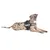 Dog with Julius-K9 harness in black, lying down. Visible: reflective stripes and brand logo on the harness.