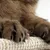 Close-up of cat paws with claws on a sisal scratching material.
