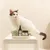 Kooa Pflegeprodukte für Haustiere: Finger Pads, Reinigungsspray und Massagebürste auf einem Tisch. Weiss-schwarze Katze im Hintergrund.