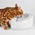 Fontanella in ceramica Lucky Kitty Fontanella in ceramica Lucky Kitty
