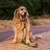 Hond met lichtgevende LED-halsband en bijpassende lijn in de schemering.