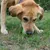 Hund auf einer Wiese, der etwas am Boden untersucht. Fokus liegt auf den Vorderbeinen und dem Gras.