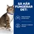 Så här fungerar det: Främjar ett önskvärt pH-värde i urinen (pH 5,9–6,1). Låga nivåer av magnesium och fosfor. Bild på katt med blått halsband.