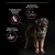 Product features: formulated without wheat, supports healthy skin, and promotes beautiful shiny coats. Includes illustrative icons next to a dog.