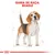 Gama de raça: Beagle. Ilustração de um cão Beagle com linhas de medidas ao fundo.