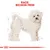 Illustration af hvid Bichon Frisé med teksten 'Race: Bichon Frise' øverst. Skitseagtige linjer markerer hundens proportioner.