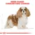 Teksti: BREED RANGE: CAVALIER KING CHARLES. Kuvassa ruskea-valkoinen Cavalier King Charles -spanieli, taustalla mittapiirroksia. Alareunassa punainen kruunu ja viiva.