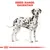 Diagram showing breed range for Dalmatian, with measurements and illustration of the dog’s body shape.