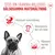 Royal Canin French Bulldog Paté