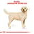 Illustrazione di un cane con testo in alto: 'Razza: Labrador Retriever'.