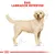Illustratie van een Labrador Retriever met rode tekst: 'Ras: Labrador Retriever'. Hondenras-identificatie voor aankoopadvies.