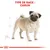 Type de race : Carlin, illustration d’un chien carlin beige avec des repères de proportions autour du corps. Texte en rouge en haut de l’image.