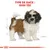 Type de race : Shih Tzu, illustration d’un chien Shih Tzu avec pelage blanc et brun, texte en haut de l’image.