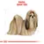 Ilustración de perro Shih Tzu con texto visible: 'RAZA: SHIH TZU' en la parte superior. Fondo blanco y líneas de referencia para tamaño.