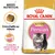 Royal Canin Kitten Persian, crocchetta su misura, crescita armoniosa & pelo lungo. Immagine di un gattino persiano e della confezione del prodotto. Royal Canin Kitten Persian, crocchetta su misura, crescita armoniosa & pelo lungo. Immagine di un gattino persiano e della confezione del prodotto.