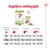 Dagelijkse voedingsgids Royal Canin XS x-small adult: voedingstabellen voor honden van 1 kg, 2,5 kg en 4 kg met aanbevolen hoeveelheden droog- en natvoer per activiteitsniveau.