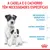 Texto: A cadela e o cachorro têm necessidades específicas. Necessidades energéticas elevadas, sistema imunitário frágil, sistema digestivo sensível. Marca Royal Canin visível.