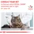 Consult your vet to find out which Royal Canin veterinary diet is right for your cat. Veterinary Nutrition branding shown above a cat being examined by a vet.