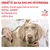 OBRÁŤTE SA NA SVOJHO VETERINÁRA, zistite, ktoré veterinárne krmivo ROYAL CANIN je vhodné pre vášho psa. VETERINARY NUTRITION. Veterinár vyšetruje psa stetoskopom.