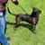 Hund mit schwarzem Geschirr und Flexi-Leine auf einer Wiese, geführt von einer Person in Jeans.
