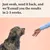 Instructional image showing a swab being held towards a dog, with text: Just swab, send it back, and we’ll email you the results in 2-3 weeks.
