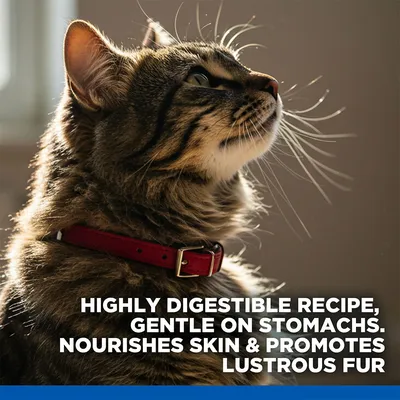 Hill's Science Plan Adult 1+ Sensitive Stomach & Skin Chicken Hill's Science Plan Adult 1+ Sensitive Stomach & Skin Chicken