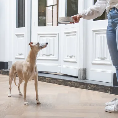 Hund steht vor einer Person, die ihm einen Futternapf reicht. Szene zeigt Interaktion zwischen Hund und Besitzer mit Fokus auf Fütterung.