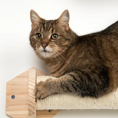 Gato atigrado marrón tumbado sobre un rascador de pared de madera y sisal. El producto muestra el uso de un mueble rascador para gatos.