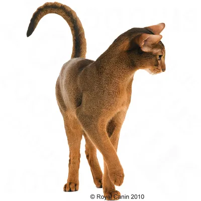Abyssinische kat met korte, lichtbruine vacht en grote oren, staand en naar rechts kijkend. © Royal Canin 2010 zichtbaar onderaan.