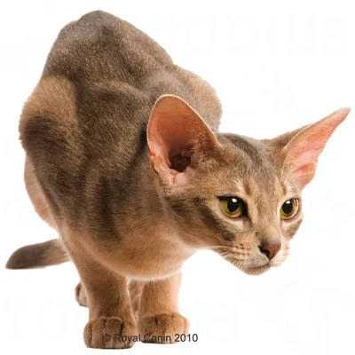 Image of a crouching cat, shown in profile, highlighting its posture and alert expression for product demonstration purposes.