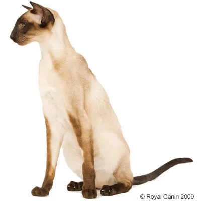 Сиамска котка с къса светла козина и тъмни уши, лице, лапи и опашка, седяща в профил на бял фон.