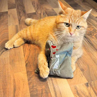 Gatto rosso sdraiato su pavimento in legno con un gioco di stoffa grigio con motivo di gatto e cuori rossi.
