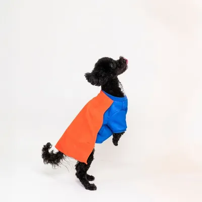 Costume per cani da Superman DC Warner Bros™