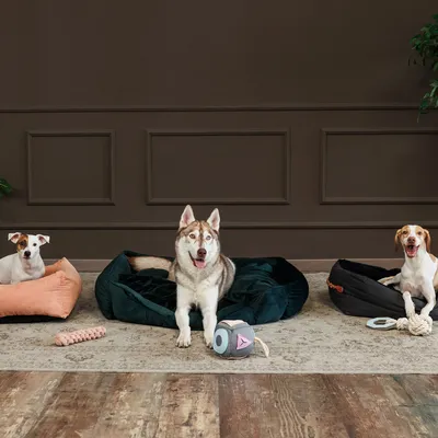 Drei Hunde in verschiedenen Hundebetten mit Spielzeug auf einem Teppich. Links ein orangefarbenes Bett, Mitte ein grünes Bett, rechts ein schwarzes Bett.