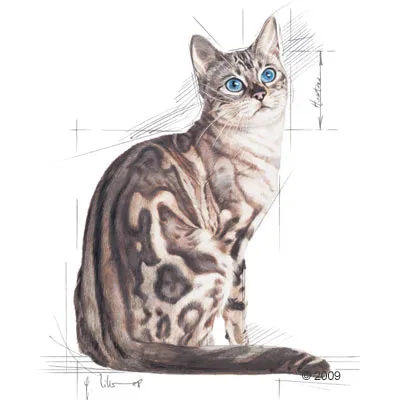 Illustration of a cat with blue eyes and patterned fur, shown in a sitting position with sketch lines indicating anatomical features.