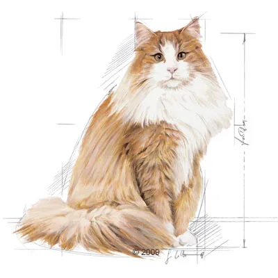 Ilustrace dlouhosrsté kočky s hnědobílou srstí, kolem jsou náčrtky rozměrů těla. Vhodné pro zobrazení velikosti nebo proporcí plemene.