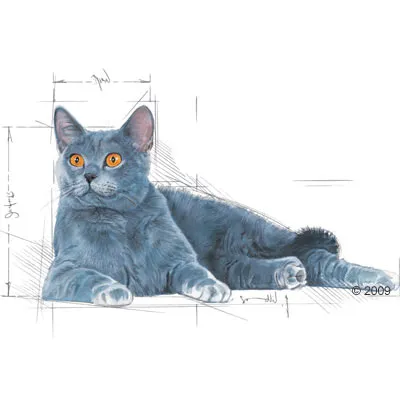 Illustration of a grey cat lying down, with measurement lines and sketch marks indicating dimensions or breed features.