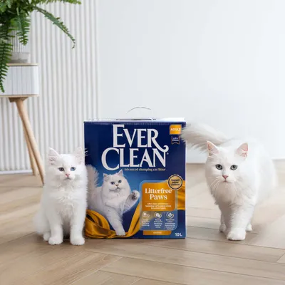 Ever Clean Litterfree Paws Advanced clumping cat litter, 10L, mit zwei weißen Katzen neben der Verpackung. Sichtbare Hinweise auf geruchsbindende Wirkung und Komfort.
