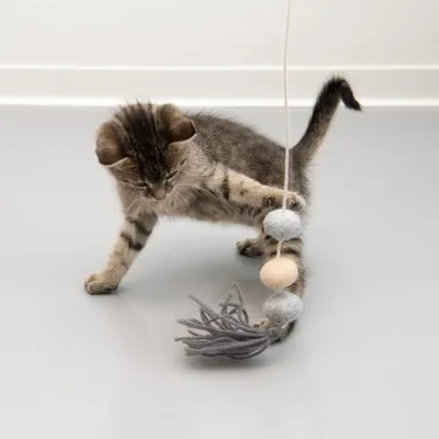 Котенце играе с висяща играчка от филцови топки и ресни. Подходяща за интерактивна игра.